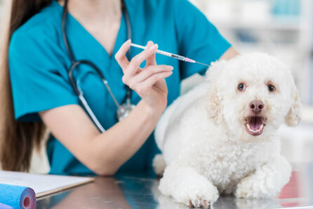  vet for dog vaccination in Baltimore