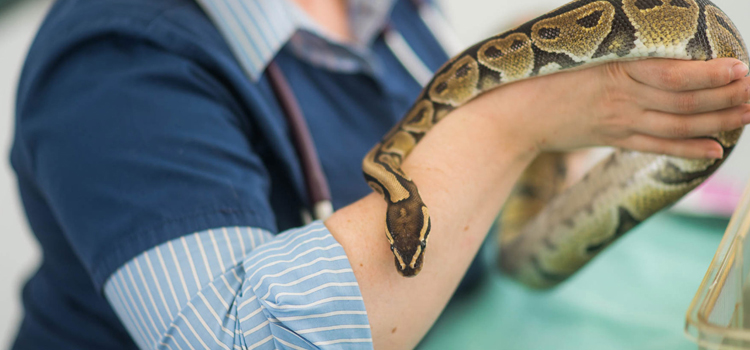 experienced vet care for reptiles in Brice