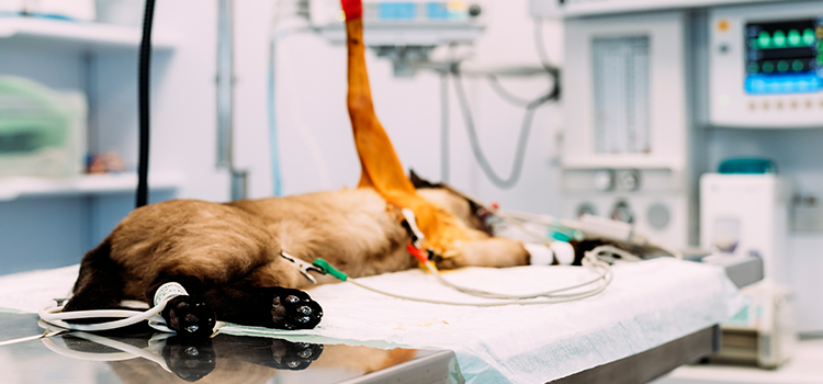Akron animal hospital veterinary surgical-process