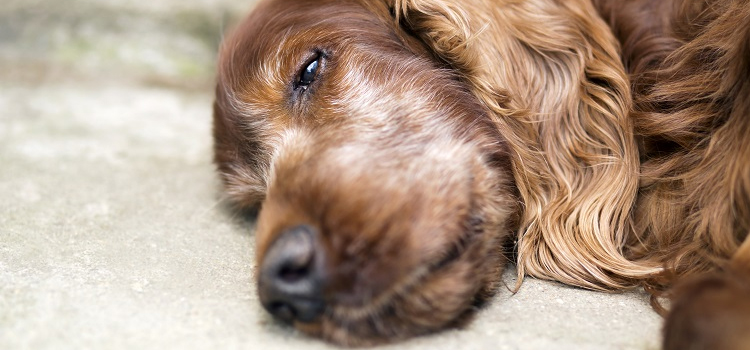 Dog Euthanasia Drugs in Stow