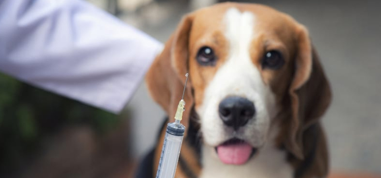 dog vaccination clinic in Brady Lake
