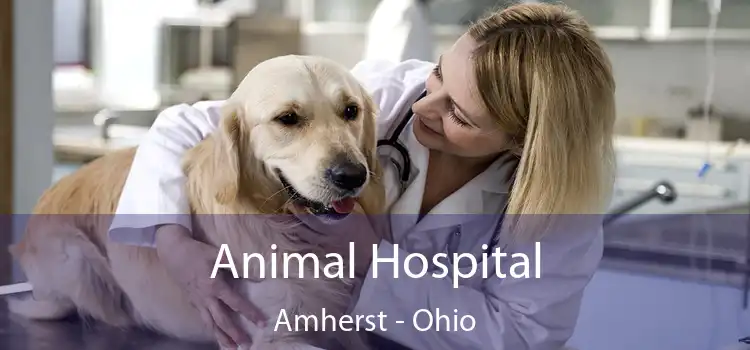 Animal Hospital Amherst - Ohio