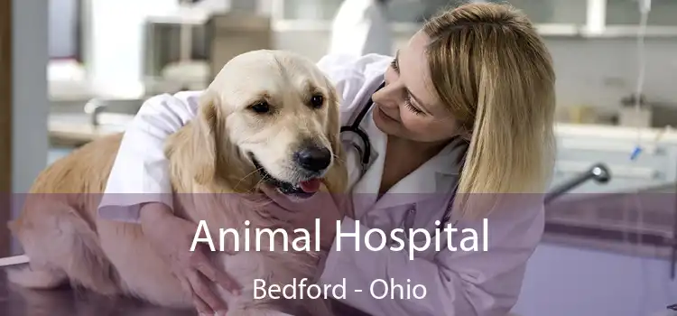 Animal Hospital Bedford - Ohio