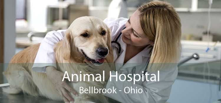 Animal Hospital Bellbrook - Ohio