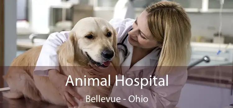 Animal Hospital Bellevue - Ohio