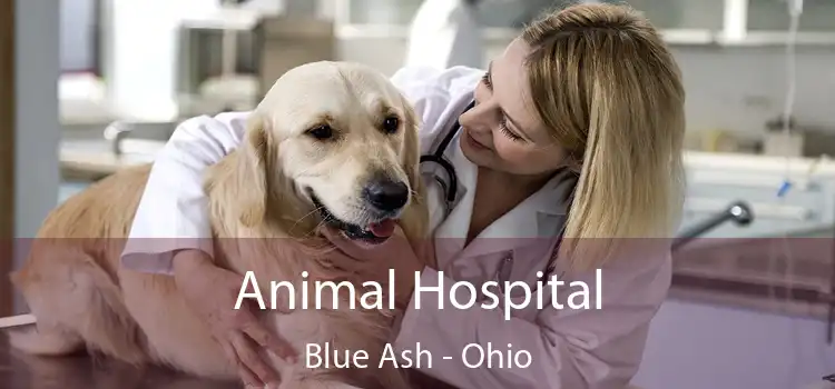 Animal Hospital Blue Ash - Ohio