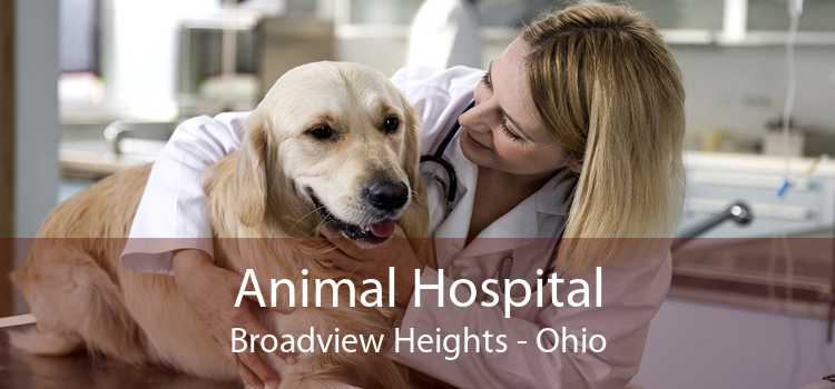 Animal Hospital Broadview Heights - Ohio