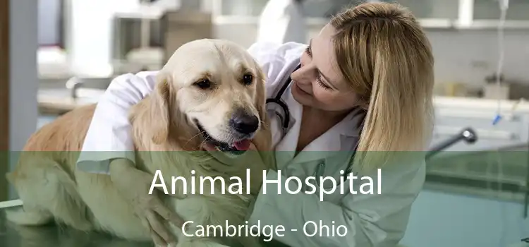 Animal Hospital Cambridge - Ohio