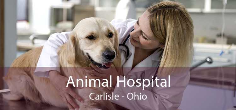 Animal Hospital Carlisle - Ohio