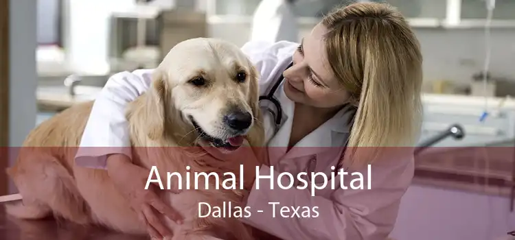 Animal Hospital Dallas - Texas