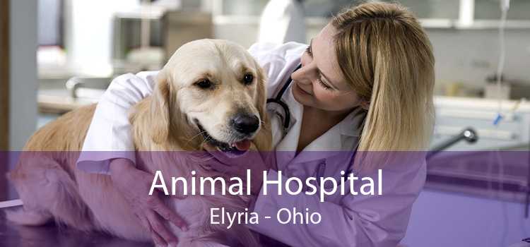 Animal Hospital Elyria - Ohio