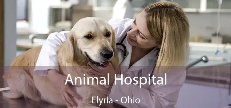 Animal Hospital Elyria - Ohio