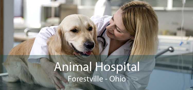Animal Hospital Forestville - Ohio
