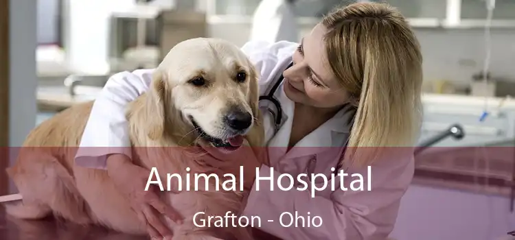 Animal Hospital Grafton - Ohio