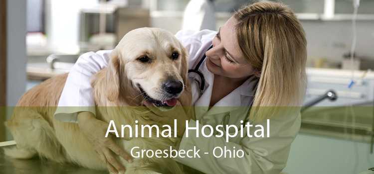 Animal Hospital Groesbeck - Ohio