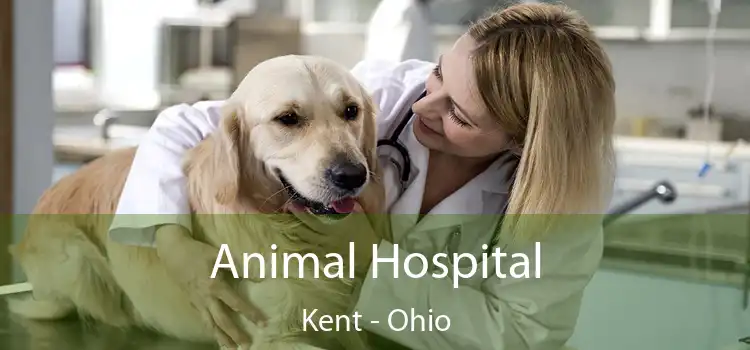 Animal Hospital Kent - Ohio