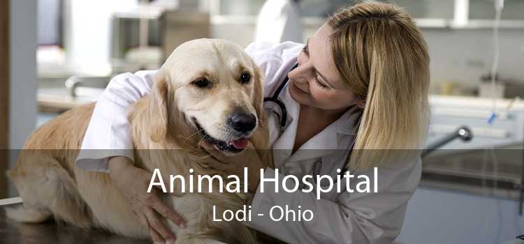 Animal Hospital Lodi - Ohio