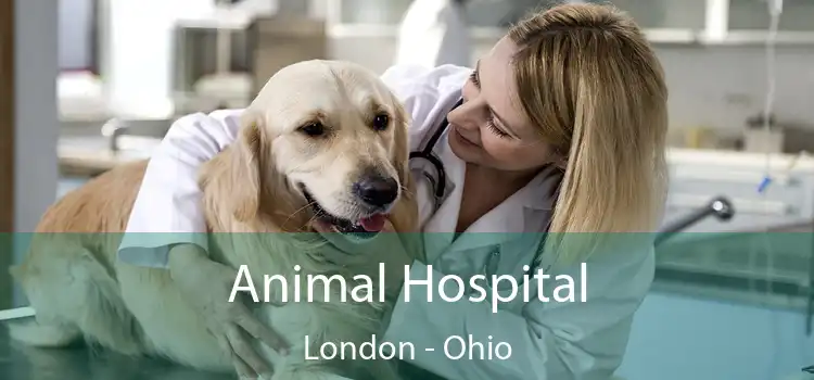 Animal Hospital London - Ohio