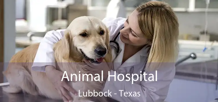 Animal Hospital Lubbock - Texas