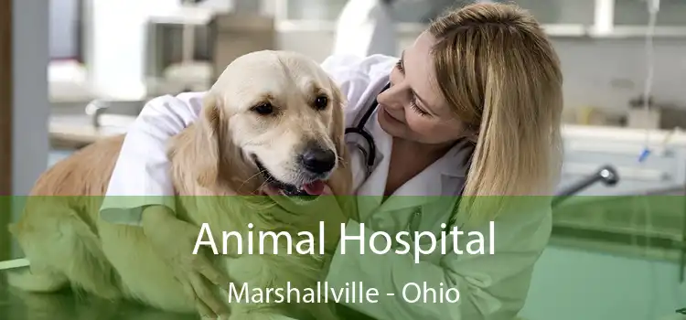 Animal Hospital Marshallville - Ohio
