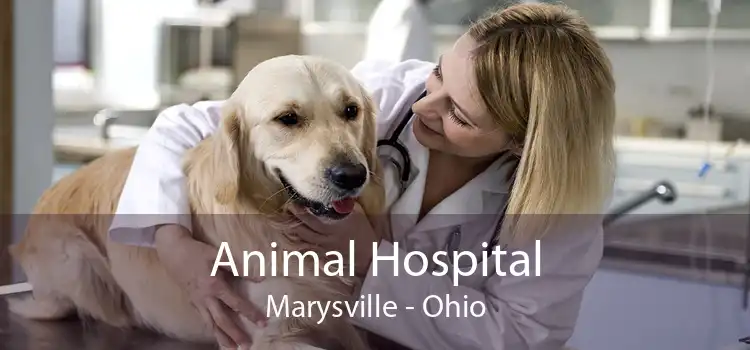 Animal Hospital Marysville - Ohio