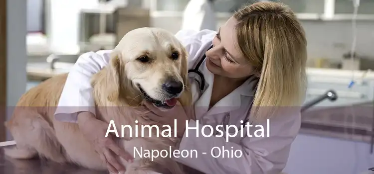Animal Hospital Napoleon - Ohio