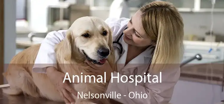 Animal Hospital Nelsonville - Ohio