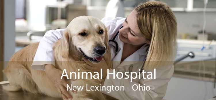 Animal Hospital New Lexington - Ohio