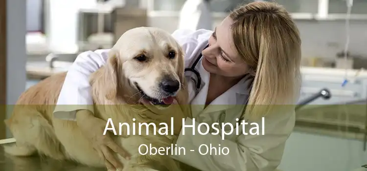 Animal Hospital Oberlin - Ohio