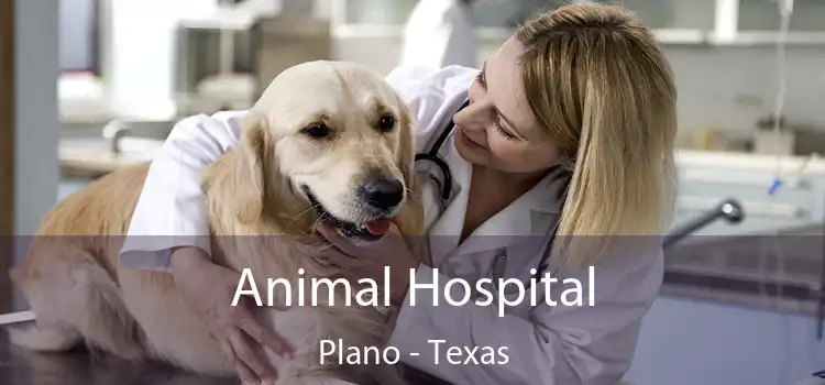 Animal Hospital Plano - Texas