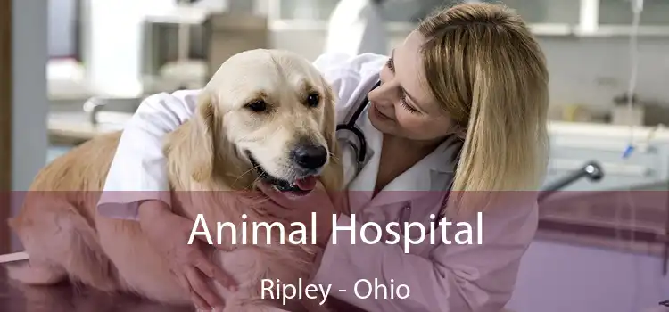 Animal Hospital Ripley - Ohio