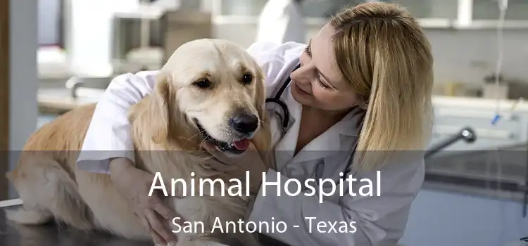 Animal Hospital San Antonio - Texas