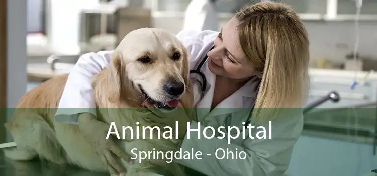 Animal Hospital Springdale - Ohio