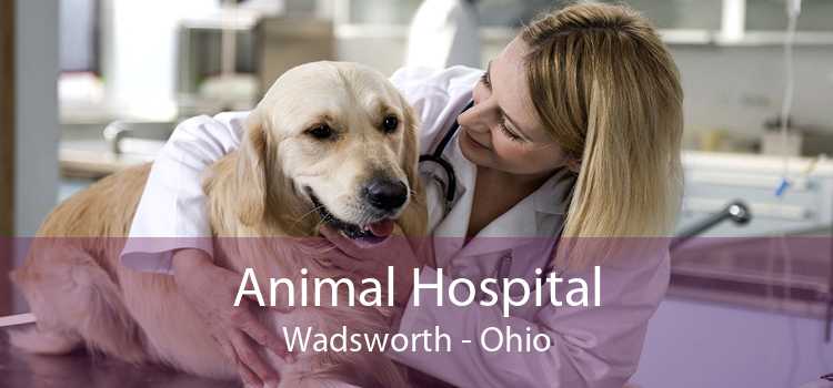 Animal Hospital Wadsworth - Ohio