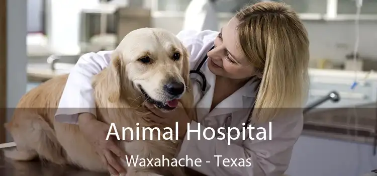 Animal Hospital Waxahache - Texas