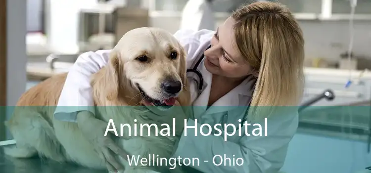 Animal Hospital Wellington - Ohio