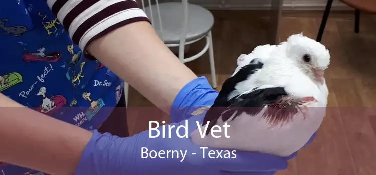 Bird Vet Boerny - Texas