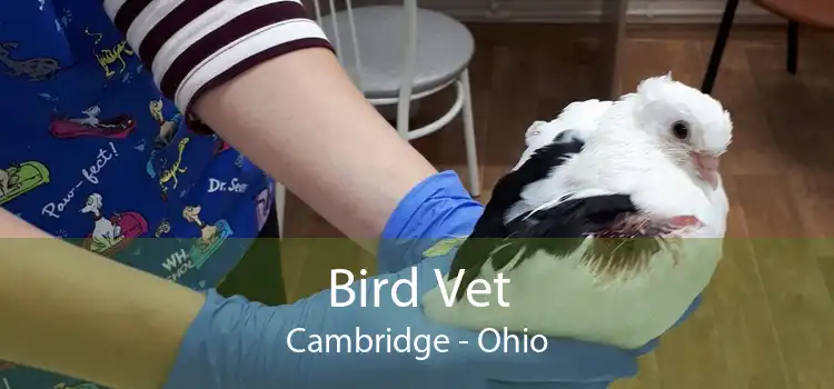 Bird Vet Cambridge - Ohio