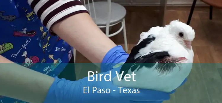 Bird Vet El Paso - Texas