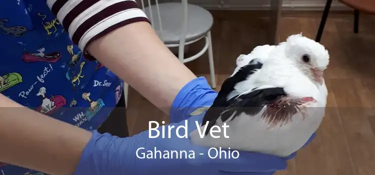 Bird Vet Gahanna - Ohio
