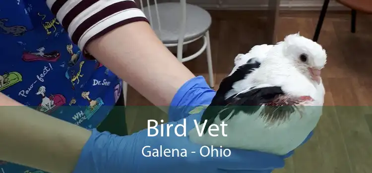 Bird Vet Galena - Ohio