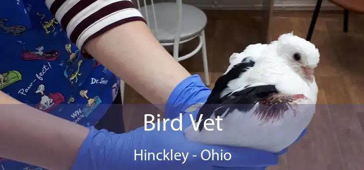 Bird Vet Hinckley - Ohio