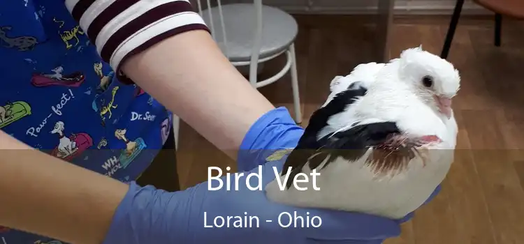 Bird Vet Lorain - Ohio