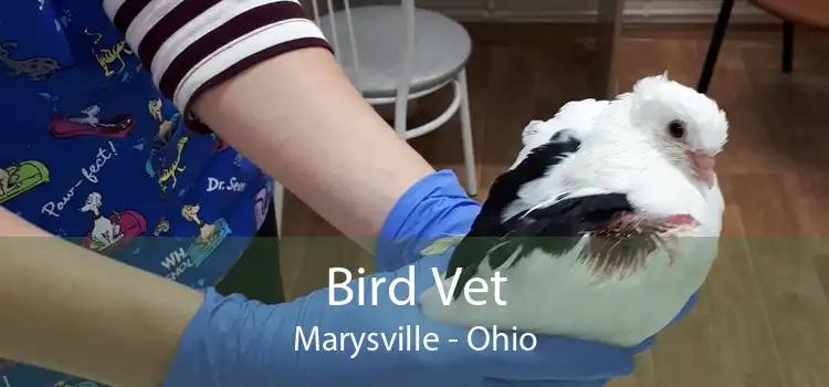 Bird Vet Marysville - Ohio