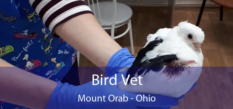Bird Vet Mount Orab - Ohio