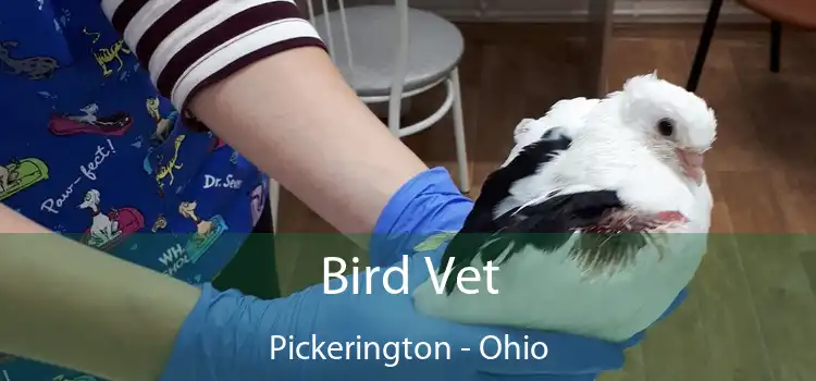 Bird Vet Pickerington - Ohio