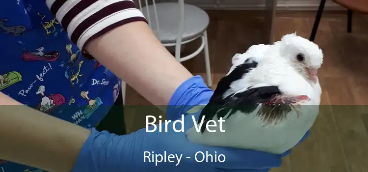 Bird Vet Ripley - Ohio