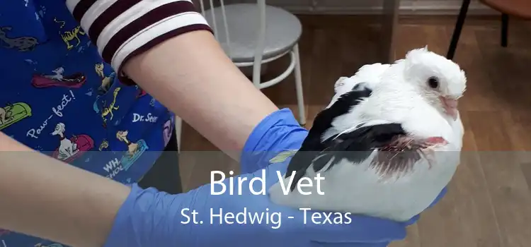 Bird Vet St. Hedwig - Texas