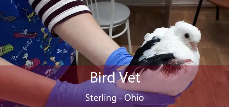 Bird Vet Sterling - Ohio