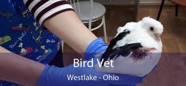 Bird Vet Westlake - Ohio